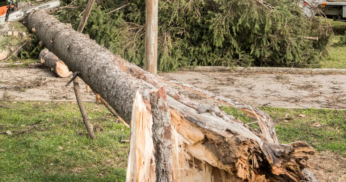 DIY Tree Removal: Why It’s More Dangerous Than You Think