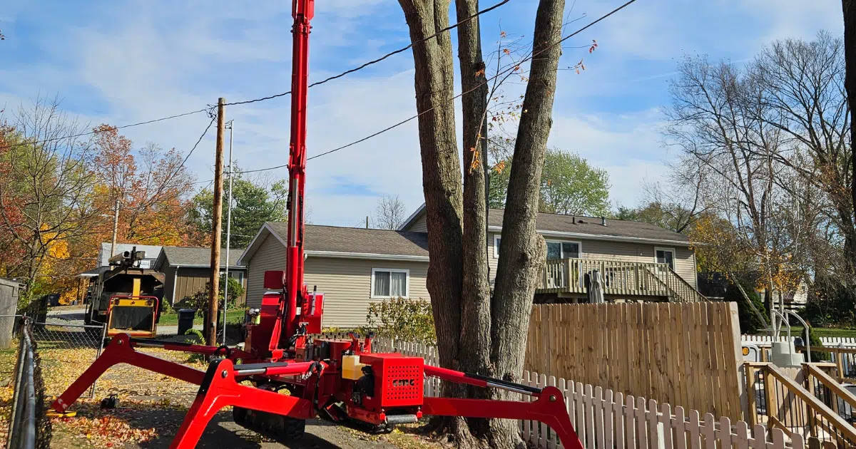 What to Expect When You Hire a Tree Service: A Homeowner’s Guide